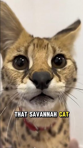 Savannah Cat Reality Check: The $20,000 House Panther 🐆💰