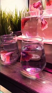 Dazzling Betta Fish Colors | Aquadn