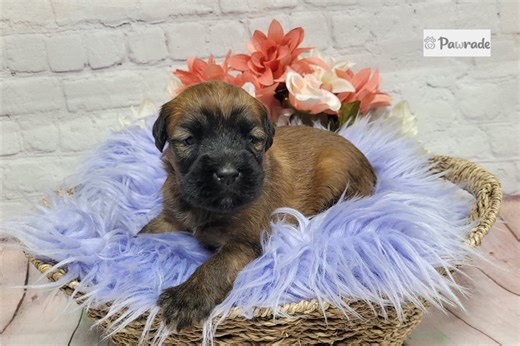 Naomi - Soft Coated Wheaten Terrier Puppy B30B8F