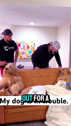 Golden Retriever's Hilarious Reaction to Mischief