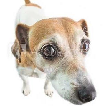 Timmy the dog/hot milk meme