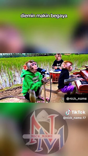 Monyet Lucu Menyanyi dan Kumpulan Video Viral 2022