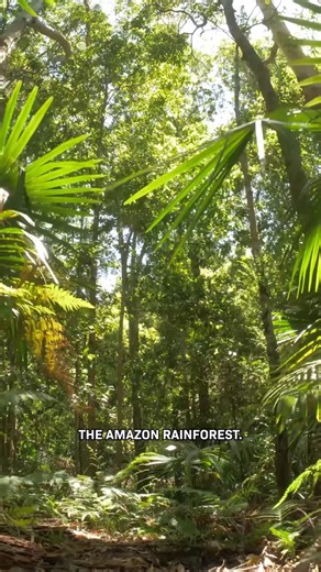 Cleo Abram on Instagram: "The Sahara desert fertilizes the Amazon rainforest. Yep. To understand how, you need to see these gorgeous satellite images… For more optimistic science and tech stories, follow along! #desert #rainforest #sahara #amazon"