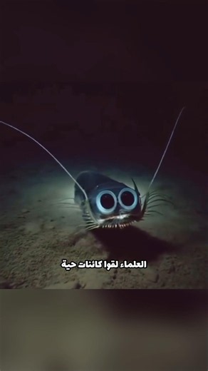 أعمق نقطة على كوكبنا: حقائق مرعبة عن قاع المحيط.