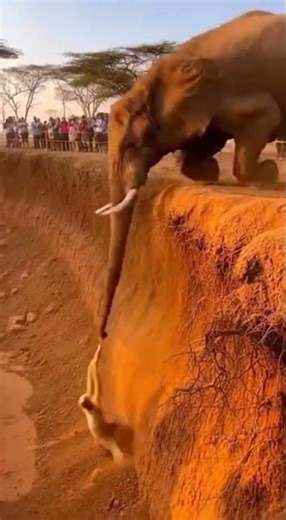 Elephant Reaches for Gibbon—Bank Collapses in Massive Dust Crash!