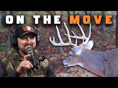 Pre-Rut Whitetail Strategy for Targeting Mature Bucks | Hunt Companion
