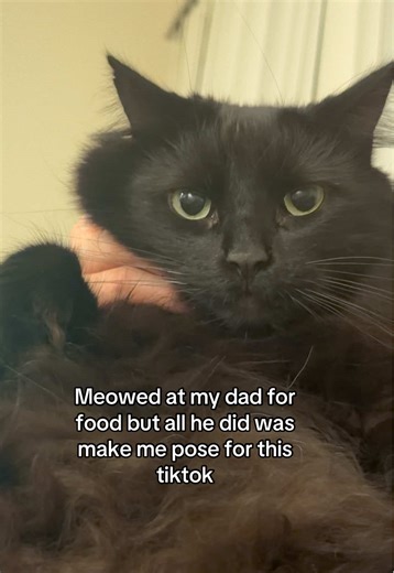 Batman is unimpressed with our inability to speak cat #catsoftiktok