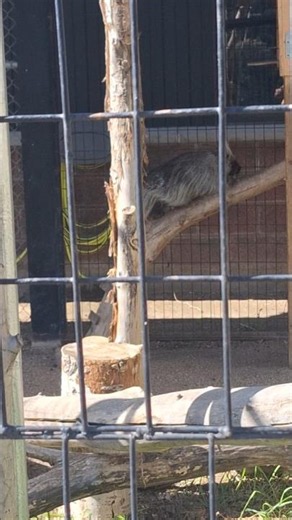 Porcupine climbing a tree. #northamerica #canada #animals #rodents #zoo