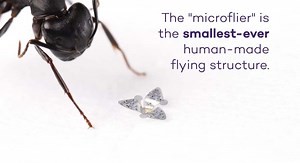 Microfliers are tiny flying computers the size of a grain of sand
