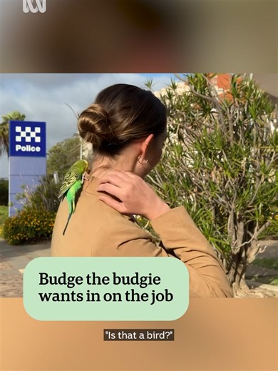 Curious Budgie Interrupts TV News Filming