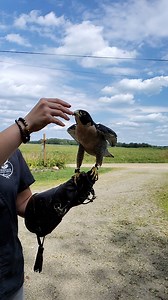 1K views · 90 reactions | When you support Tamarack, you help species...