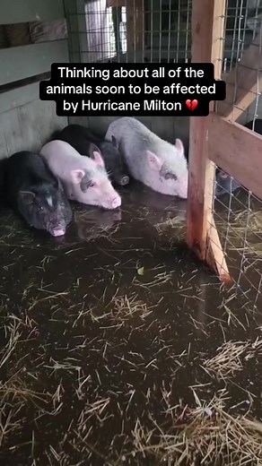 Protecting Animals During Hurricane Milton
