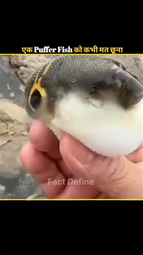 Don't try to touch a Puffer Fish 🐠 #facts #shorts