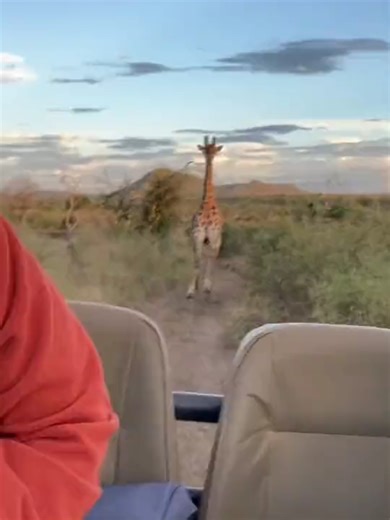 Giraffe Chases: An Unbelievable Safari Experience