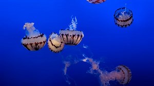 Aquarium, Fish, Marine, Water