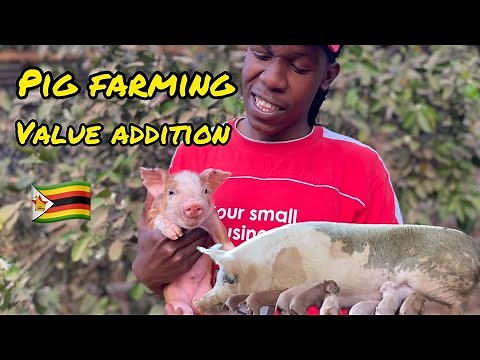 Pig farming, Zimbabwe