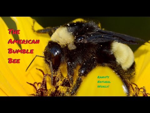 The American Bumble Bee