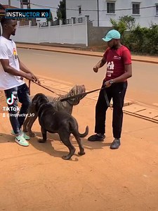 109K views · 2.5K reactions | 﫵 : L'Alpha轢 et l'oméga | Instructor k9 International | Facebook