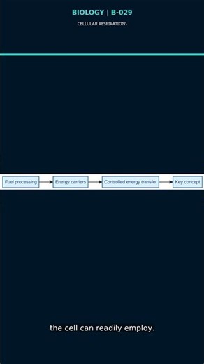 Cellular Respiration: High Level Overview