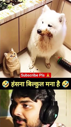 Dog vs Cat Funny Moment… Wait For End 😂 #shorts