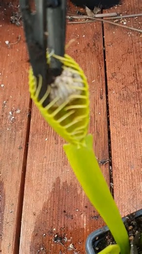 Venus Flytrap gets a big juicy meal #viral #trend #trendy #trending #reels #reelsinstagram #instagram #reelitfeelit #reelsvideo #explore #instagood #explorepage #reelkarofeelkaro #love #reel #reelsindia #foryou #instadaily #fyp #trendingreels #instagramreels #instareels #india #likeforlikes #followforfollowback #reelsviral #tiktok #photography #fashion #music | Carnivorous Plants
