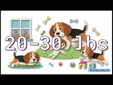 Beagle Pros & Cons | Honest Owner Review | #beagle
