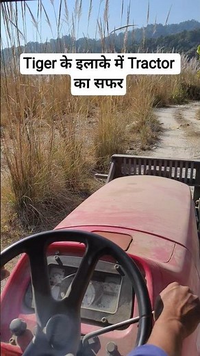 Jungle Safari | Jim Corbett National Park #shorts #viralshorts #discovery #tiger #safari #adventure