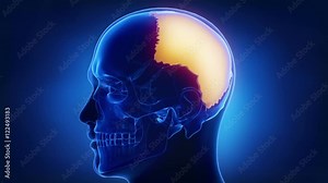 Blue skull x-ray animation parietal bone - os parietale Stock Video