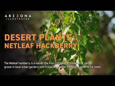 Native Netleaf hackberry trees are terrific for urban gardens and pollinators in the US southwest.