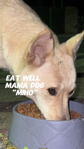 Eat well Miho ❤️#wilddogs #cutedog #doglover