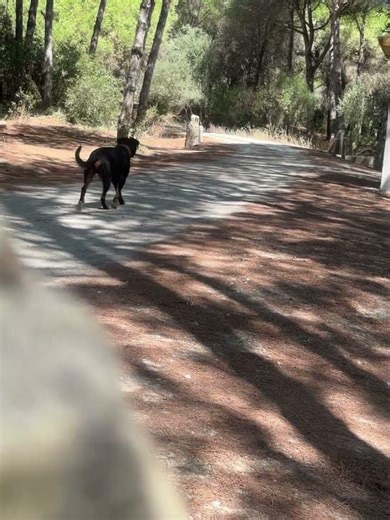 The way they were looking for mummy #rottweiler #yorkie