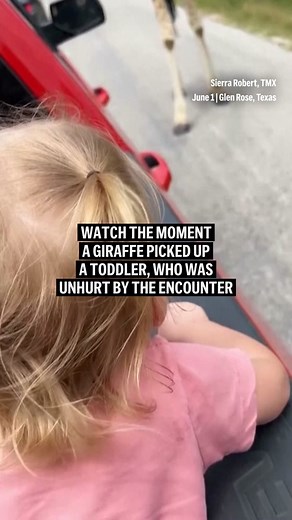 Toddler's Airborne Adventure with Giraffe Mom and Baby