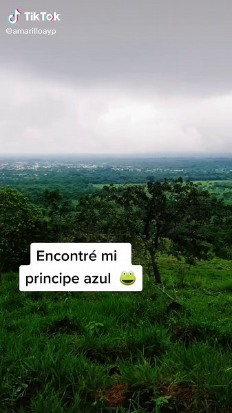 Este sapo estaba gigante y de buen color. jajajaja #colombia #naturaleza #yopal #tauramena #campo #animals