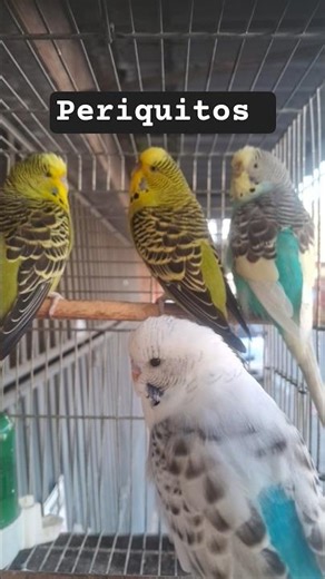 Budgies: Beautiful colors #budgies #pets #budgerigar