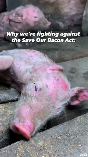 Congress Could Make Life Even Worse for Pigs 💔🐷