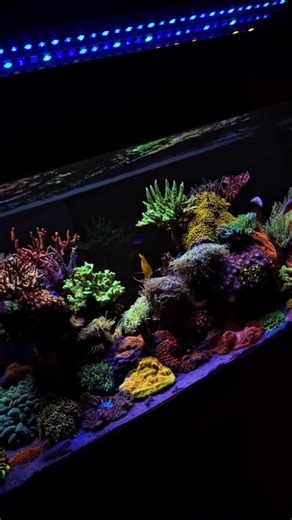 Incredible reef powered by Aquaforest 💜 🎥: @rodrigocuerba | Aquaforest