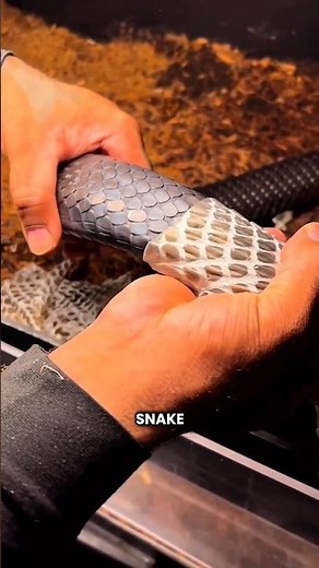 Why Snakes Shed Skin #shorts #youtubeshorts #viralshorts #facts #amazingfacts