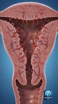 Inside a Girl's Body During Puberty | The Amazing Science of Female Growth Explained #humanbodylab