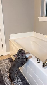 1.3M views · 10K reactions | All time favorite bath products ✨ link in bio | Kash.d.frenchie | Facebook