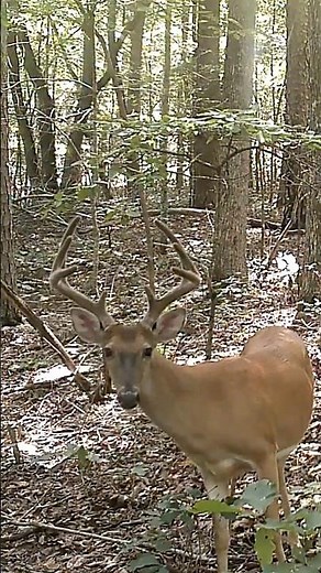 Shorts Recon | Appalachian Seasonal Wildlife