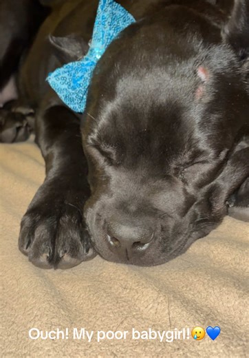 I was making them pupcakes when this happened, she likes playing rough with our other big dogs🥲💙#canecorso #dogcut #hurtdog