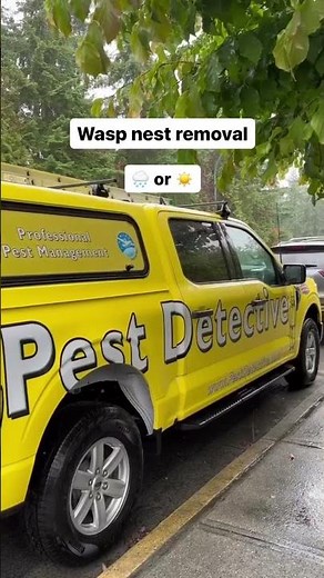 Wasp Removal