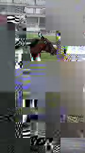 24K views · 1.3K reactions | 2022 Dan Patch Trotter of the Year Bella Bellini back in action for her 5 YO season  #playbigm #harnessracing | Meadowlands Racetrack | Facebook