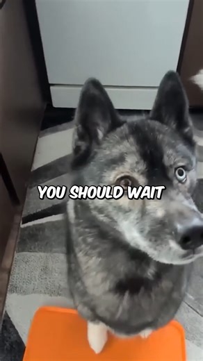 The snuggle monsters are never satisfied! | Gone to the Snow Dogs