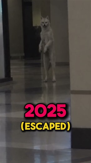 Skinwalker Animals CAUGHT On Camera.. 😱 #shorts
