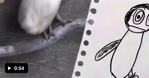 Children's drawings finally come to life - Video