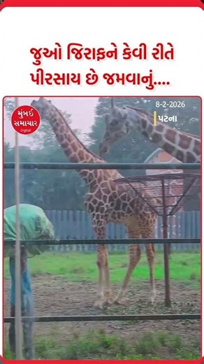 Have You Ever Seen a Giraffe Eat?