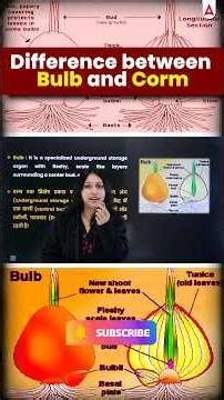 Ddifference between bulb and corm #upcatetpg #education #agricultureentranceexam #bscsemesterexam