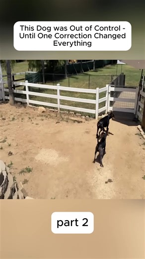 Effective Dog Training Tips for Owners and Trainers