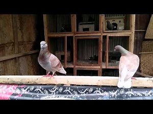 DARA BIRD COLLECTION | MERPATIKU -DAN BELAJAR TERNAK MERPATI 8 PASANG